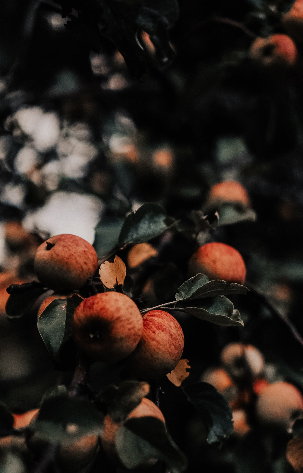 Twilight Orchard Candle