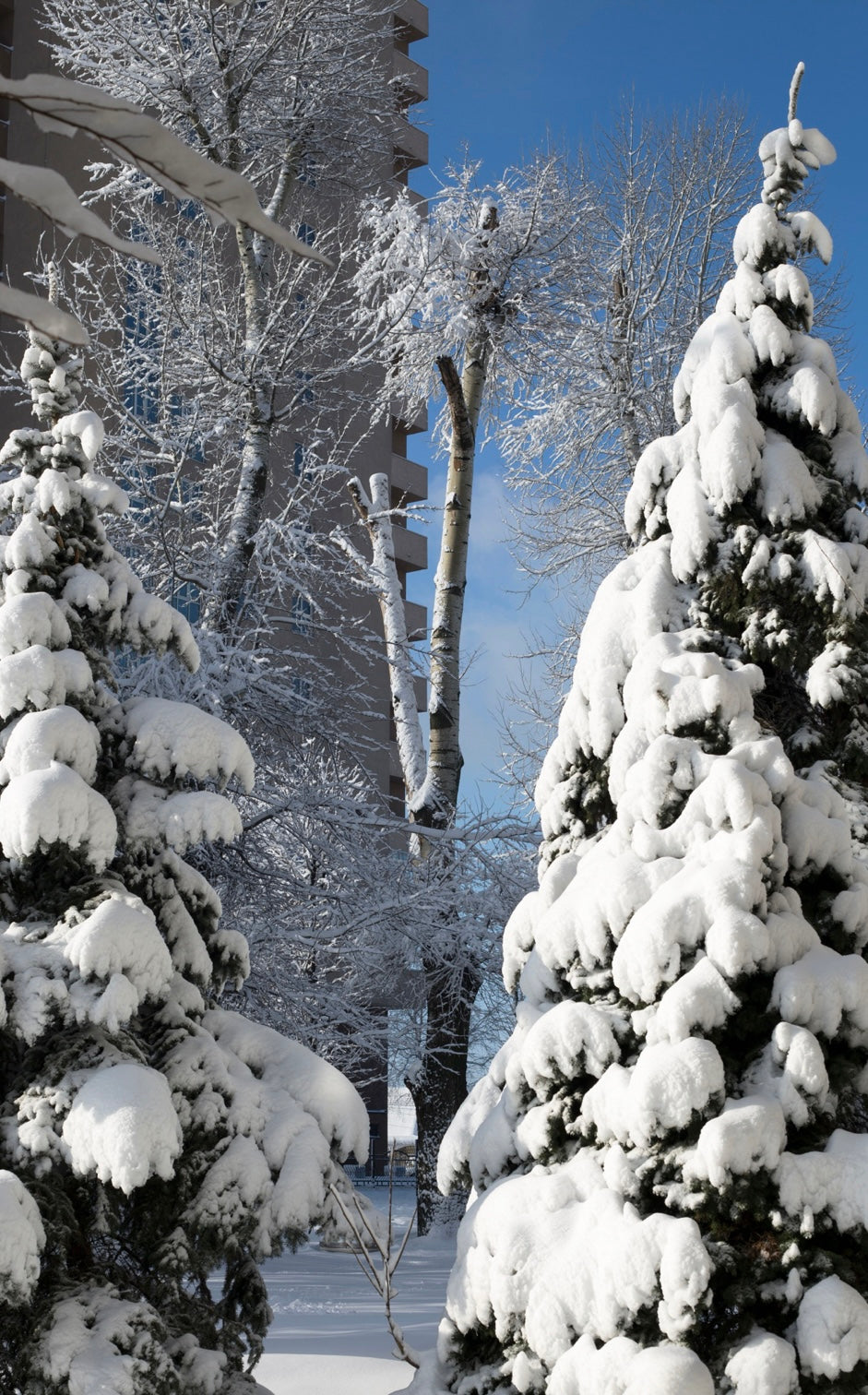 Minnesota Winter Candle